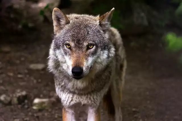 Do tej pory w lasach w okolicach Święciechowy nie widywano wilków