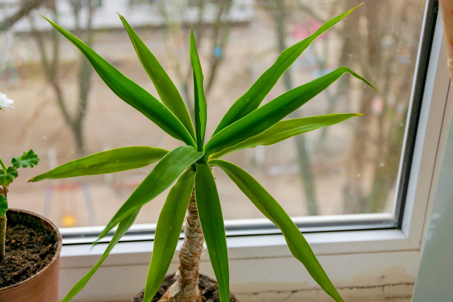 Dracena knie? Ten skadnik przywrci jej zdrowie i bujne licie | Gazeta  Pomorska