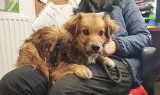 Psy do adopcji. Te zwierzęta czekają w schronisku w Toruniu na nowy dom