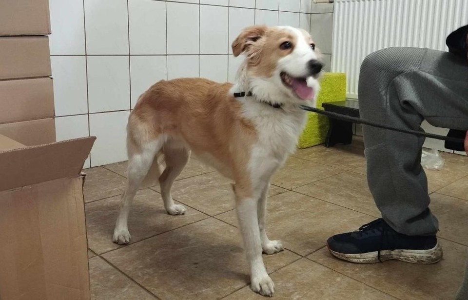 Średnio-mały pies przywieziony 14 lutego z ul. Wybickiego w...