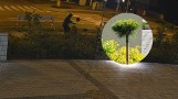 Zuchwała kradzież drzewek w Poznaniu. Pod osłoną nocy wyrwano 15 świeżych nasadzeń na Strzeszynie. Zobacz wideo kradzieży