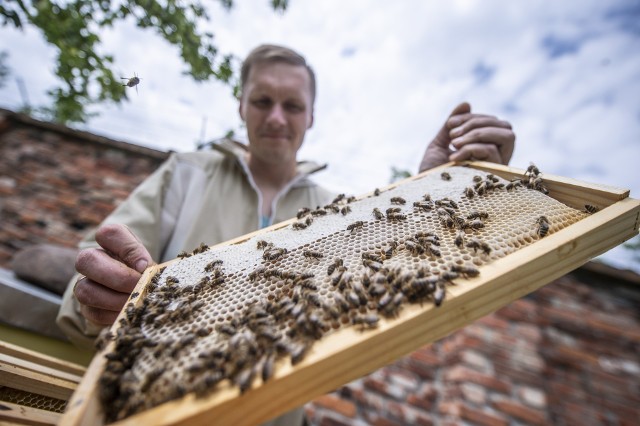 Wraz ze zwiększaniem się obszarów zielonych pszczoły z miejskich pasiek mają coraz lepsze warunki do pracy w mieście.