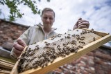 Dziś Światowy Dzień Pszczół. Pszczoły z "Podniebnej pasieki" w Poznaniu wyprodukowały już 300 kilogramów miodu