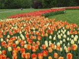 W łódzkim Ogrodzie Botanicznym zakwitły dziesiątki tysięcy tulipanów. Tej wiosny kwiaty rozwinęły się wyjątkowo wcześnie