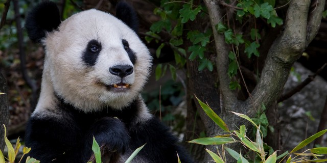 Ostatnie pandy wielki opuszczą amerykańskie ogrody zoologiczne. Zdjęcie ilustracyjne