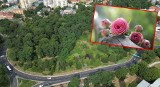 Na największym rondzie w Polsce rozkwitną róże. Głogów ozdabia Rondo Konstytucji 3 Maja
