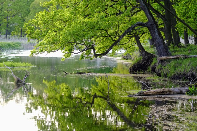 Rogaliński Park Krajobrazowy rozciąga się na powierzchni ponad 127 km kwadratowych po obu stronach Warty między Puszczykowem, Mosiną a Śremem.