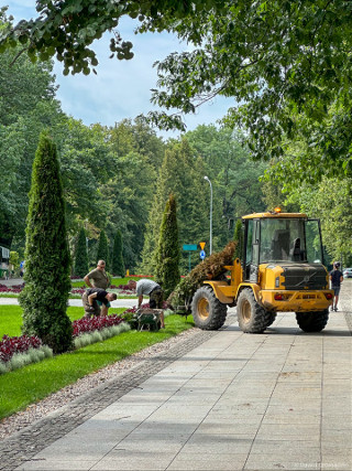 Nowe nasadzenia w Parku Planty
