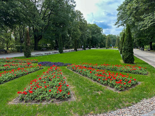Nowe nasadzenia w Parku Planty