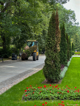 Nowe nasadzenia w Parku Planty