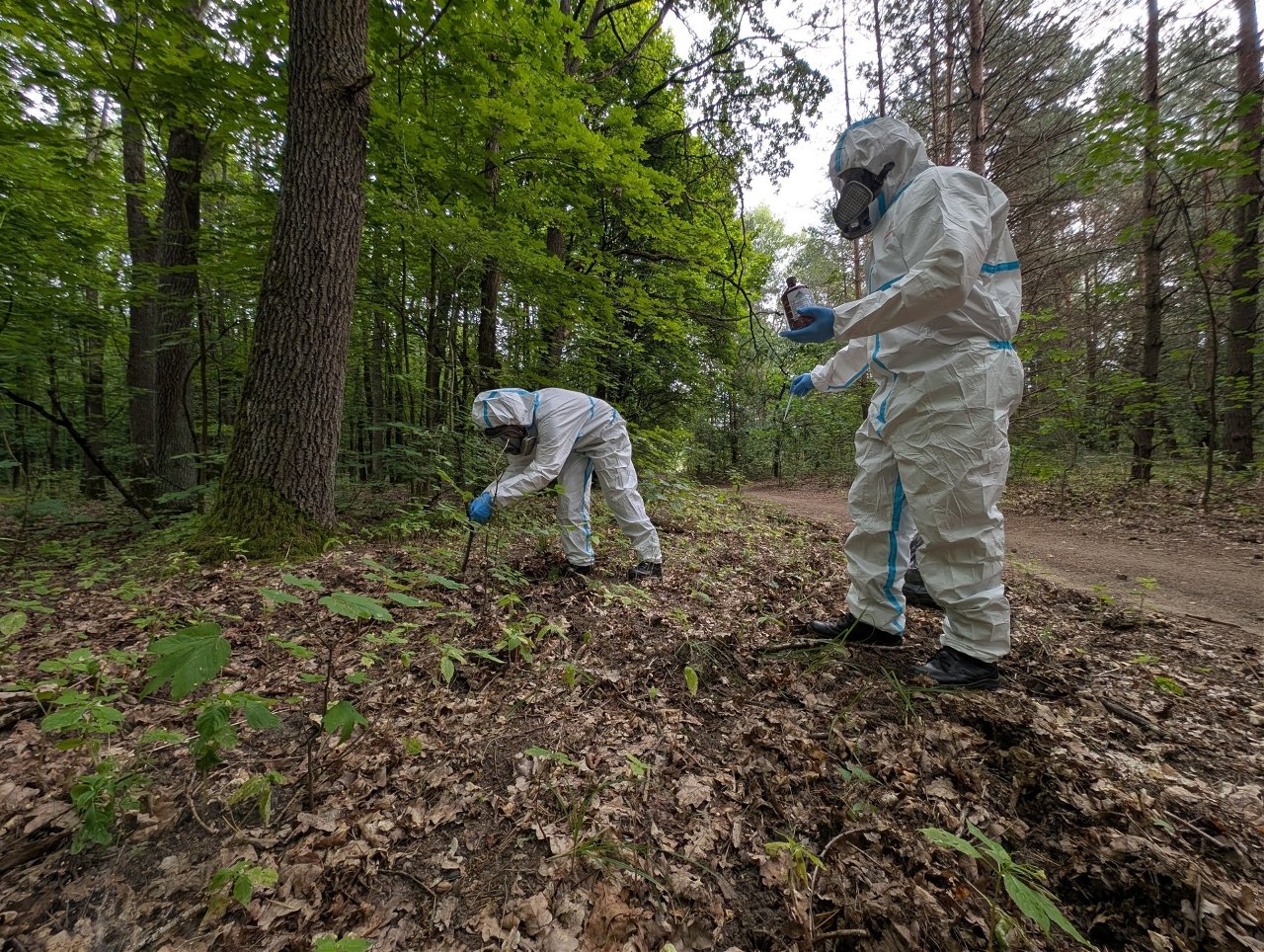 Strażnicy miejscy odstraszają dziki w Białymstoku