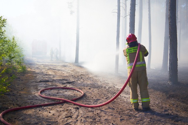 Pożar w Nadleśnictwie Bolewice. Zatrzymano 48-latka, który najprawdopodobniej zaprószył ogień 