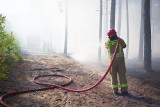 Pożar lasu na terenie Nadleśnictwa Bolewice. Doszło do zaprószenia ognia. Mężczyzna został zatrzymany