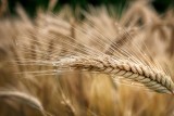 Cena za tonę pszenicy, jęczmienia, żyta, pszenżyta na przełomie maja i czerwca 2024. Sprawdź stawki 