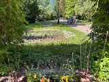 Ogród Botaniczny w Grudziądzu rozkwitł. Zobaczcie piękne kompozycje z bratków i stokrotek