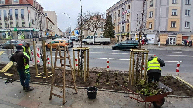 Ulica Sienkiewicza w końcu zazielenia się. Wszystko w ramach budżetu obywatelskiego