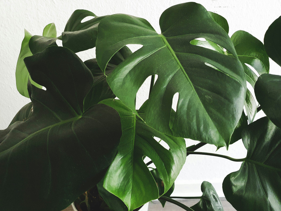philodendron green beauty pflege Medium Philodendron 'Florida Beauty Green'