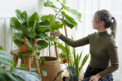 Te kwiaty oczyszczają powietrze! Postaw w domu jako filtr