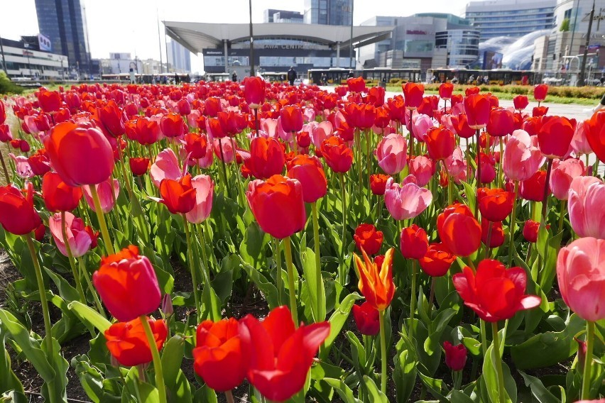 Tulipany są symbolem wiosny, nadziei, zaufania, marzeń,...