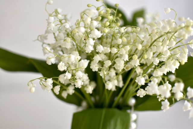 Konwalie są symbolem czystości serca, pokory i szczęścia. Ich drobne, białe kwiatki są subtelnym wyrazem uczuć.