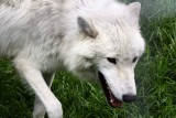 Wilki pogryzły kobietę w parku safari we Francji. Trafiła na intensywną terapię
