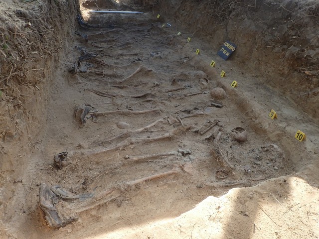 Członkowie stowarzyszenia Pomost znowu poszukiwali szczątków żołnierzy niemieckich w Lubuskiem. Tym razem trafili na zbiorową mogiłę w Goruńsku.