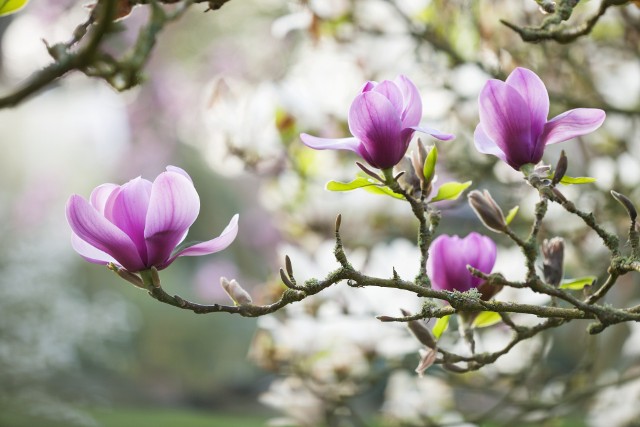 Składniki aktywne zawarte w magnolii przekraczają barierę krew-mózg, dzięki czemu pozytywnie wpływają na działanie układu nerwowego, chronią komórki nerwowe przed uszkodzeniami.