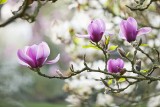 Wiosenna kuracja na mocne serce i dobry nastrój. Zrób herbatkę z kwiatów magnolii