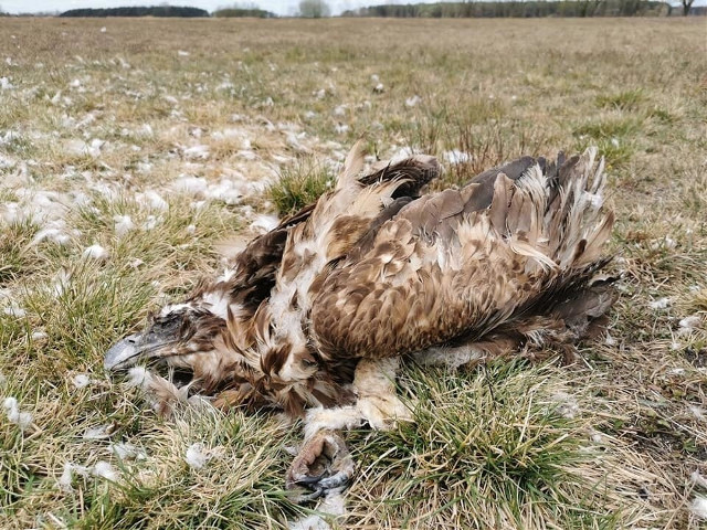 Sprawa trucia ptaków i zwierząt w gminie Drohiczyn. Proces urzędnika