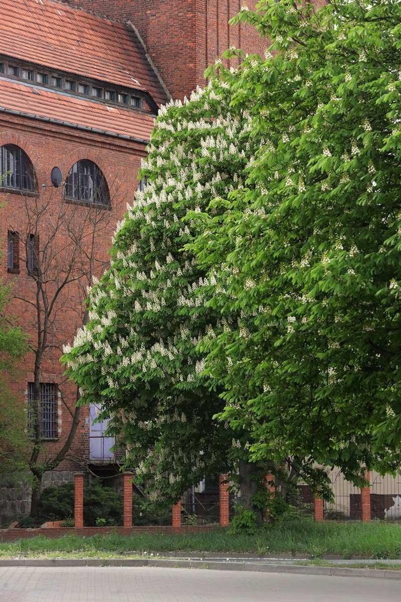 Zaczęły kwitnąć "kasztany" w Legnicy, to o miesiąc za wcześnie, zdjęcia