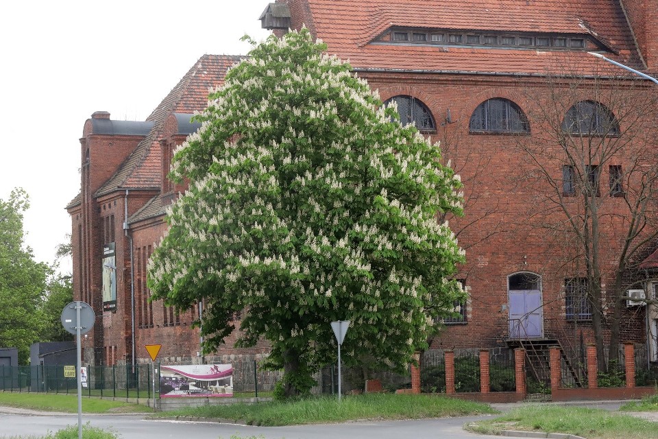 Zaczęły kwitnąć "kasztany" w Legnicy, to o miesiąc za wcześnie, zdjęcia