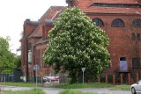 Zaczęły kwitnąć "kasztany" w Legnicy, to o miesiąc za wcześnie, zdjęcia 