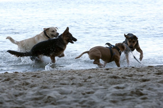 Na plażach miejskich w Grudziądzu zniesiono zakaz wprowadzania psów. Są jednak pewne warunki