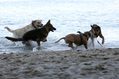 Czy na plaże miejskie w Grudziądzu można wejść z psem? Jest jasna odpowiedź i warunki