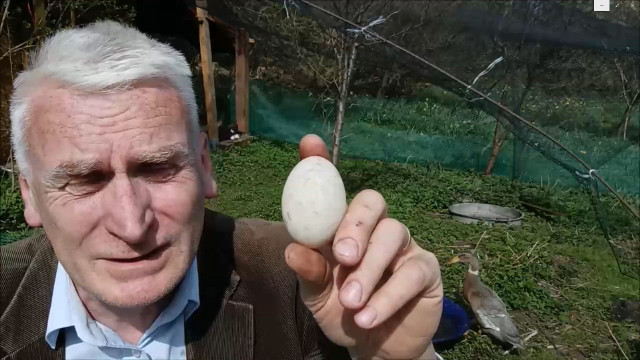Wojciech Koronkiewicz o kaczych jajkach przed świętami