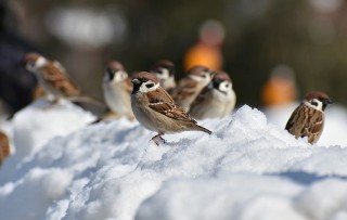 Te ptaki zobaczysz zimą w Polsce. Znasz je wszystkie?