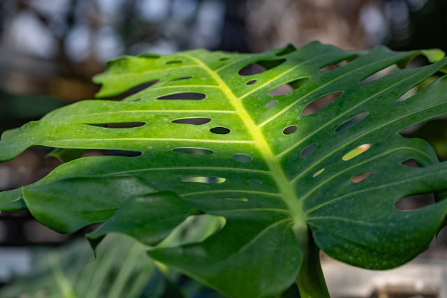 philodendron micans licht Philodendron micans