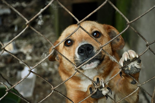 Cztery psy zostały odebrane interwencyjnie w ciągu jednego dnia w Wielowsi