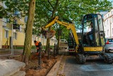 Poznań sadzi zieleń. Teraz na ulicy Garbary w centrum miasta. Będą drzewa i krzewy. Utrudnienia potrwają tam przez następny tydzień.