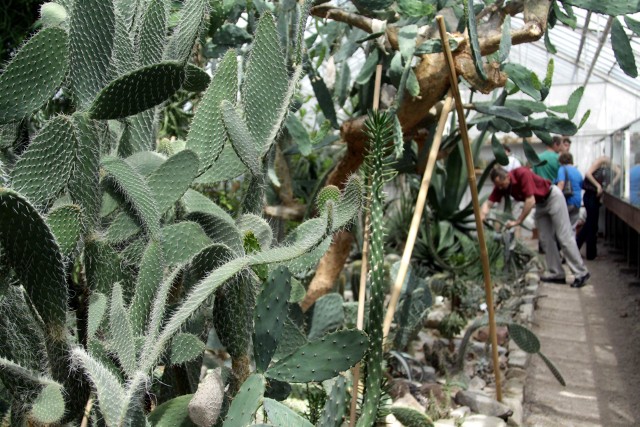 Ogród Botaniczny w Łodzi zaprasza na wyjątkową wystawę kaktusów i sukulentów od 7 do 9 czerwca.