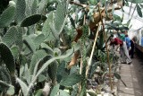 Odkryj Świat Kaktusów i Sukulentów. Wystawa w Palmiarni Ogrodu Botanicznego!