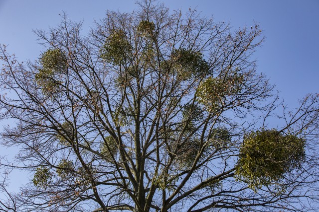Zgłaszać można m.in. drzewa, które są porażone jemiołą. Fot. Arkadiusz Wojtasiewicz
