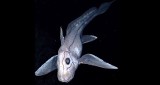 Naukowcy odkryli nowy gatunek „rekina-widmo”. Ryba fascynuje swoim wyglądem i pochodzeniem