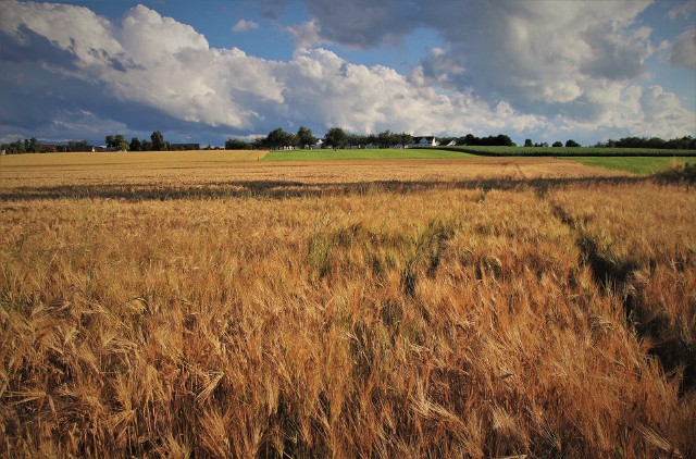 Z roku na rok notowane są coraz wyższe temperatury, jaki to ma wpływ na rolnictwo?