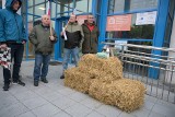 Rolnicy protestowali pod biurami parlamentarzystów w Grudziądzu. Zostawili "prezenty": słomę, obornik, mleko i gnojowicę
