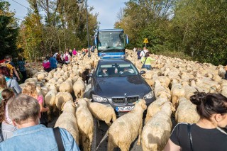 Ulicami miasta przeszło 1500 owiec! Zobacz