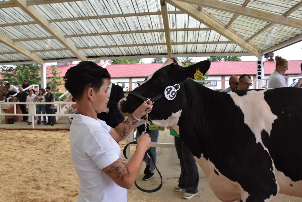 Zdjęcia wykonane podczas pokazu bydła mlecznego.