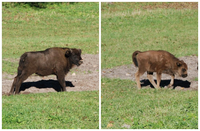Białowieski Park Narodowy ogłosił konkurs na imiona dla żubrząt. Maluchy liczą na kreatywność internautów 