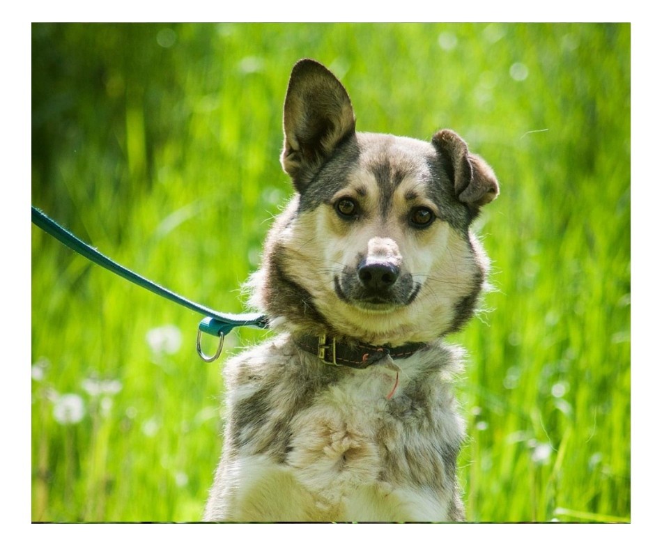 Poznaj psy, które już czwarty rok czekają na swój kochający dom w schronisku w Borku! Może znajdziesz przyjaciela idealnego dla Ciebie?