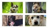 Poznaj psy, które już czwarty rok czekają na swój kochający dom w schronisku w Borku! Może znajdziesz przyjaciela idealnego dla Ciebie?